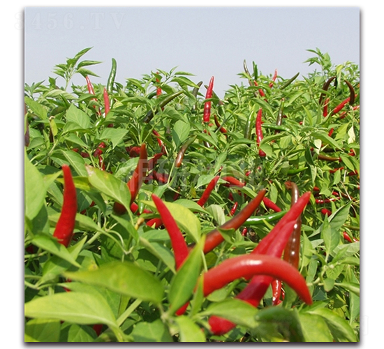 ����702-���콷�N��-���зN�I(y��)