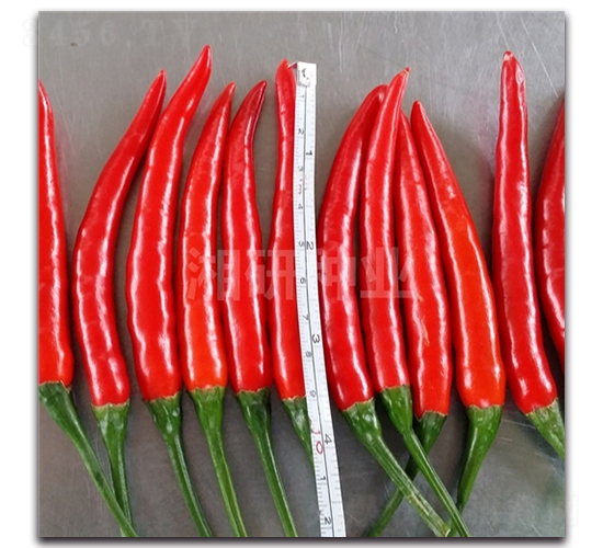 �w�G-���콷�N��-���зN�I(y��)