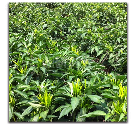 �t��-���콷�N��-���зN�I(y��)