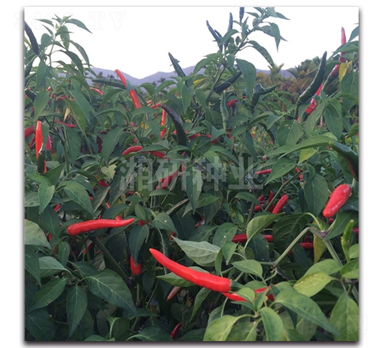 ���G��̖(h��o)-���콷�N��-���зN�I(y��)