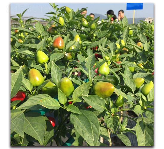 �A��һ̖-���콷�N��-���зN�I(y��)