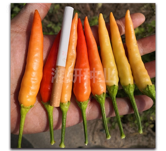 ����һ̖-���콷�N��-���зN�I(y��)