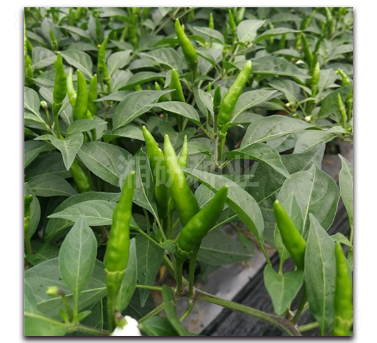 ����54-���콷�N��-���зN�I(y��)