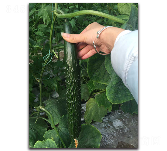 ����2̖F1-�S�ϷN��-Ψ�r(n��ng)�N�I(y��)