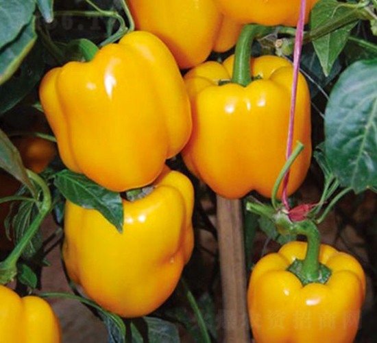 �S��F1-�����N��-Ψ�r(n��ng)�N�I(y��)