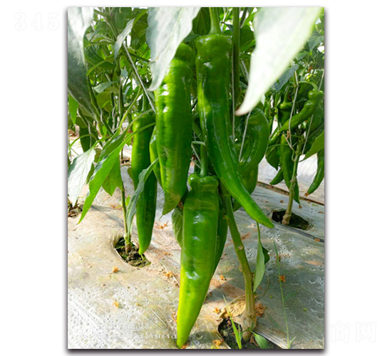 ����(j��)����F1-�����N��-Ψ�r(n��ng)�N�I(y��)