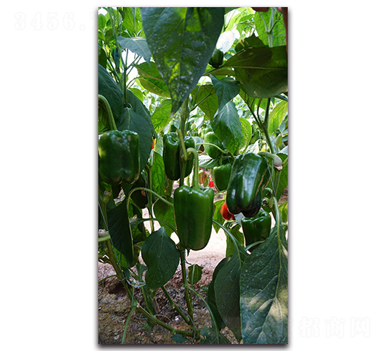 �����AF1-�����N��-Ψ�r(n��ng)�N�I(y��)