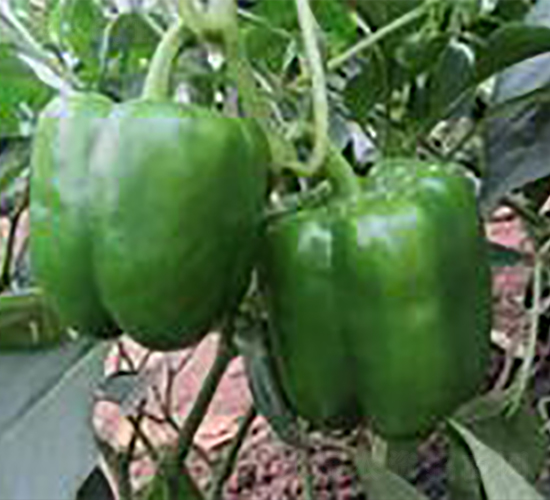 ��˹��F1-�����N��-Ψ�r(n��ng)�N�I(y��)