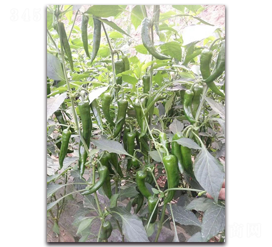 ������F1-�����N��-Ψ�r(n��ng)�N�I(y��)