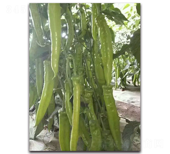 ����һ̖(h��o)F1-�����N��-Ψ�r(n��ng)�N�I(y��)