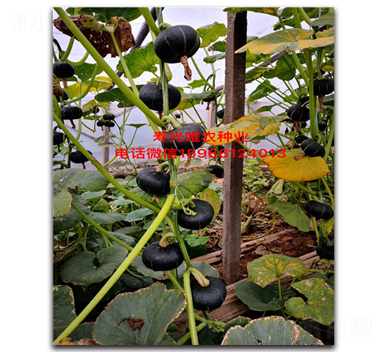 ��ؐؐһ̖-�ϹϷN��-Ψ�r(n��ng)�N�I(y��)