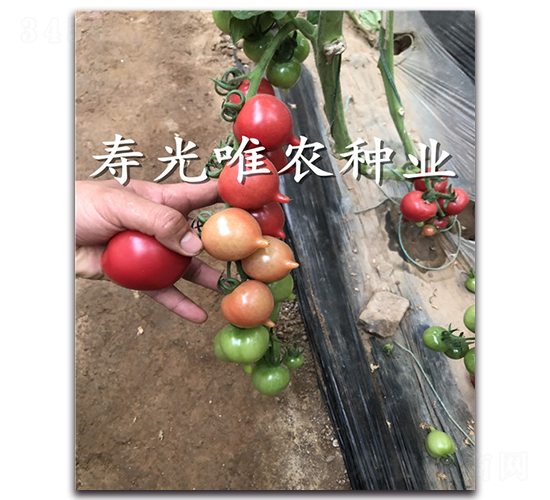 ����1̖F1-���ҷ��ѷN��-Ψ�r�N�I(y��)