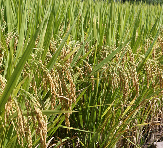 ׿��(y��u)�Aռ-ˮ���N��-���N�I(y��)