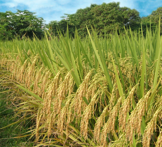 ���(y��u)16-ˮ���N��-���N�I(y��)