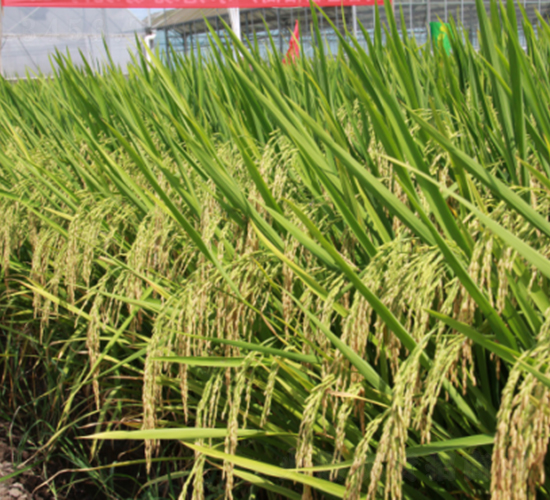 Y�Ƀ�(y��u)3089-ˮ���N��-���N�I(y��)