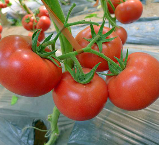 �P��F1-�۹����ѷN��-Ψ�r(n��ng)�N�I(y��)