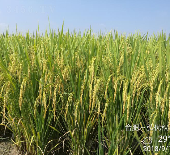 �냞(y��u)��ռ-ˮ���N��-���N�I(y��)