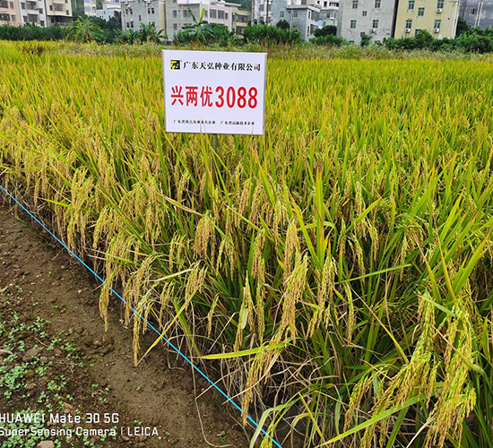 �d�Ƀ�(y��u)3088-ˮ���N��-���N�I(y��)