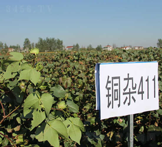 �~�s411-�޻��N��-�к̷N�I(y��)