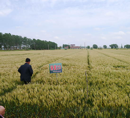 �P(y��ng)��23-С���N��-�к̷N�I(y��)