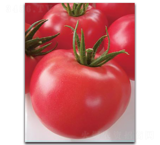 ����-���ѷN��-����