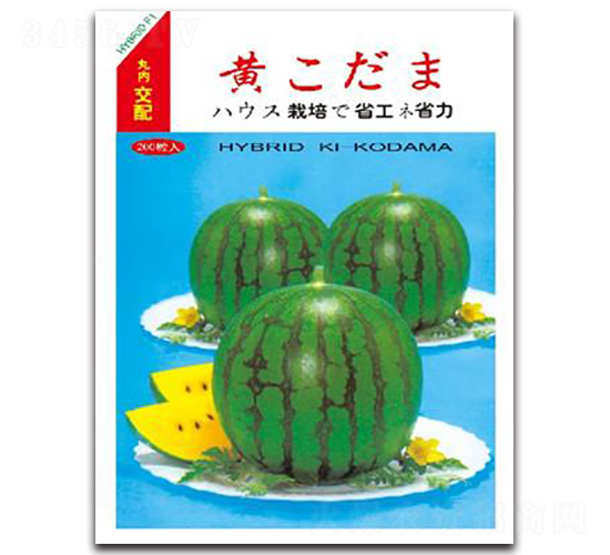 �SС��-���ϷN��-����