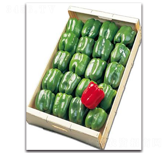 �t��-�𽷷N��-����