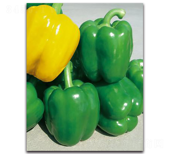 ���R-�𽷷N��-����