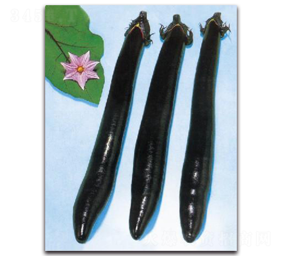 �����L(zh��ng)Ұ��-���ӷN��-����