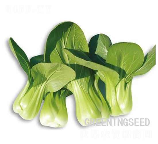 ʥ��-�๣�˷N��-����