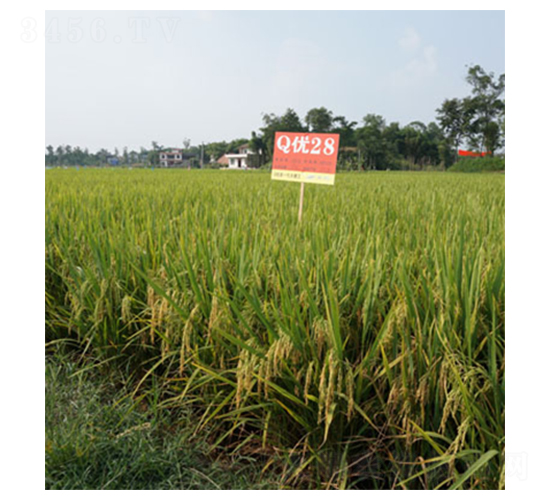 Q��(y��u)28̖-ˮ���N��-��һ�N�I(y��)