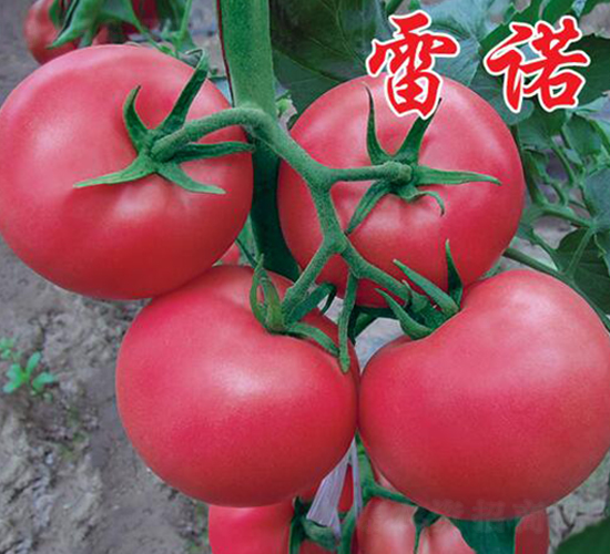 ���Z-���ӷ��ѷN��-�r(n��ng)���r(n��ng)�I(y��)