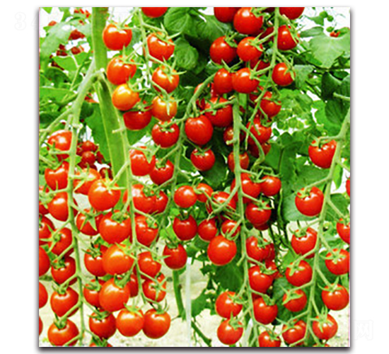 ����ʺ�2̖(h��o)-���ѷN��-�r(n��ng)���r(n��ng)�I(y��)