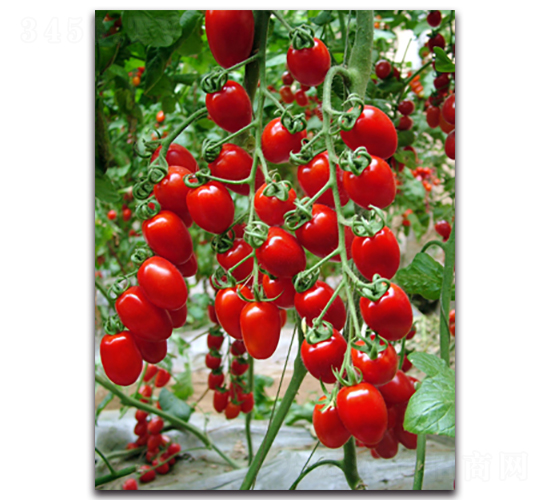 ����ʺ�1̖-���ѷN��-�r(n��ng)���r(n��ng)�I(y��)