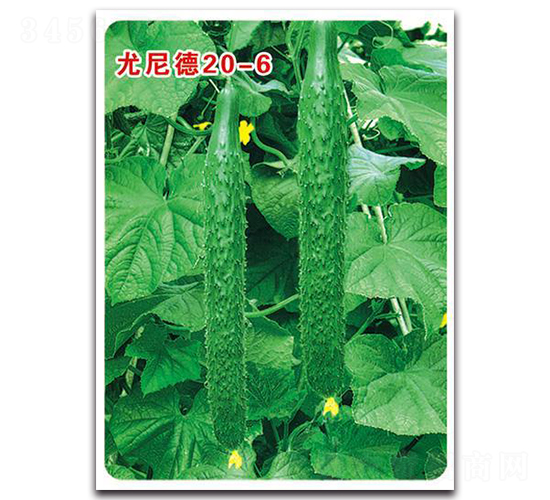 �����20��6-�S�ϷN��-�Є�(chu��ng)���S