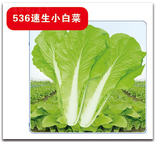 536����С�ײ�-�ײ˷N��-�Є�(chu��ng)���S