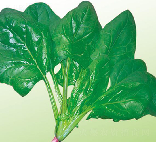 �ľG����-���˷N��-�Є�(chu��ng)���S