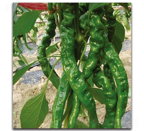 �\�һ̖-�����N��-�Є�(chu��ng)���S