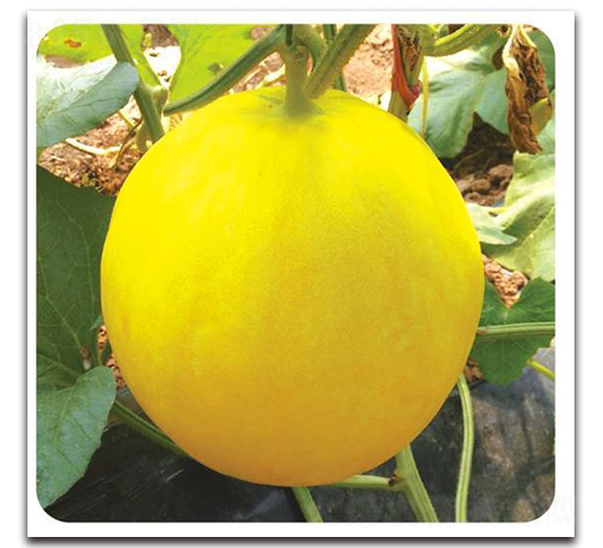 ��ԭ�t-��ϷN��-�Є�(chu��ng)���S