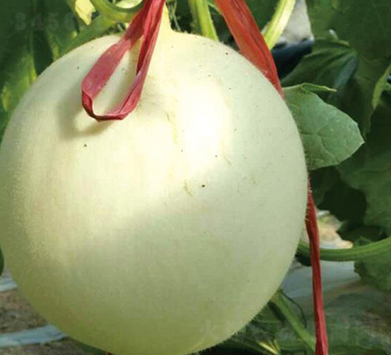 ����208-��ϷN��-�Є�(chu��ng)���S