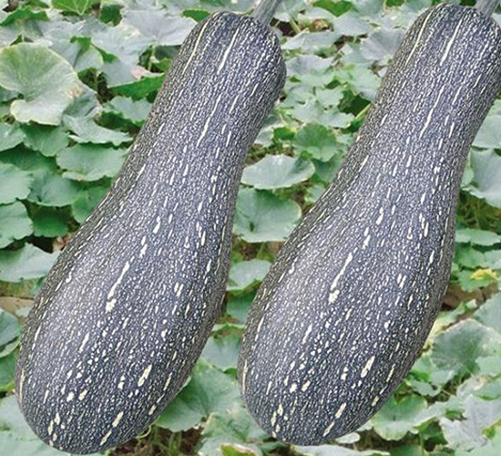 ���ܱ��Ϲ�-�ϹϷN��-�Є�(chu��ng)���S