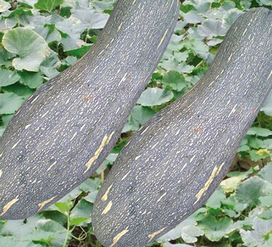 �t�ܱ��Ϲ�-�ϹϷN��-�Є�(chu��ng)���S