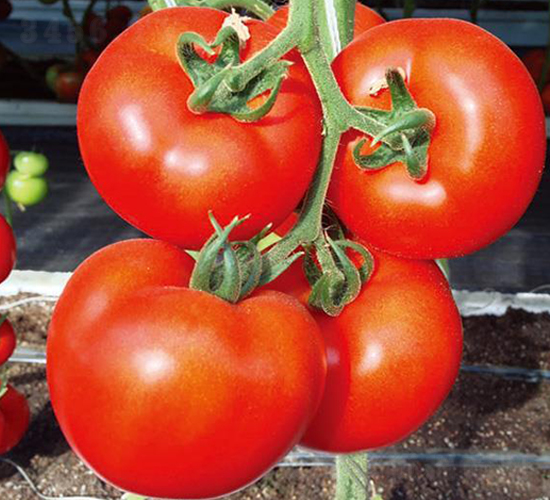 ����P��-���t���N��-�Є�(chu��ng)���S