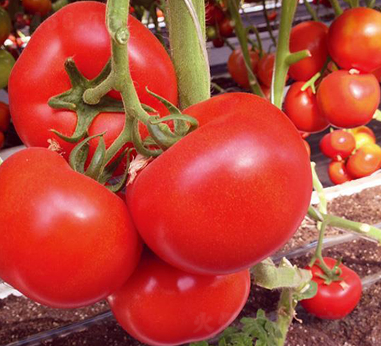 ����½��Z-���t���N��-�Є�(chu��ng)���S