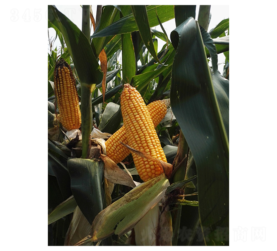 LY23-���׷N��-�����r(n��ng)�I(y��)