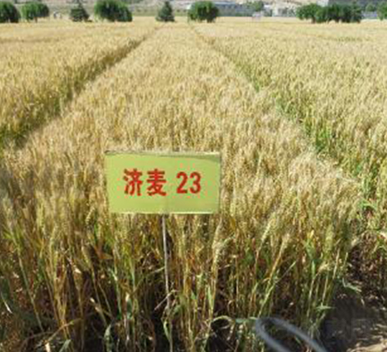 ��(j��)��23-С���N��-�����r(n��ng)�I(y��)