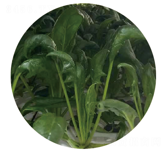 ɯ��-���˷N��-�ݺͷN�I(y��)