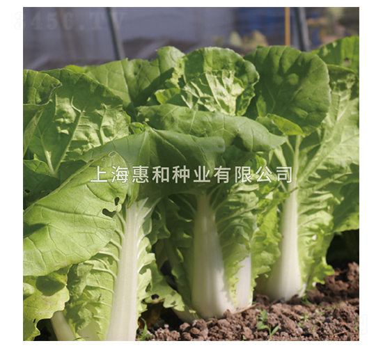 ���20-�ײ˷N��-�ݺͷN�I(y��)