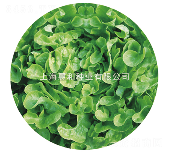 �Gɺ��-���˷N��-�ݺͷN�I(y��)