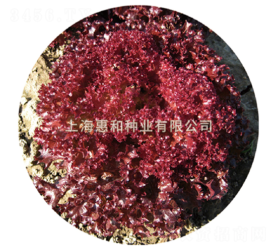 ��ϼ-���˷N��-�ݺͷN�I(y��)